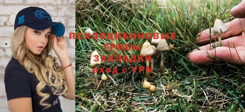 Галлюциногенные грибы Psilocybe  Дальнереченск 